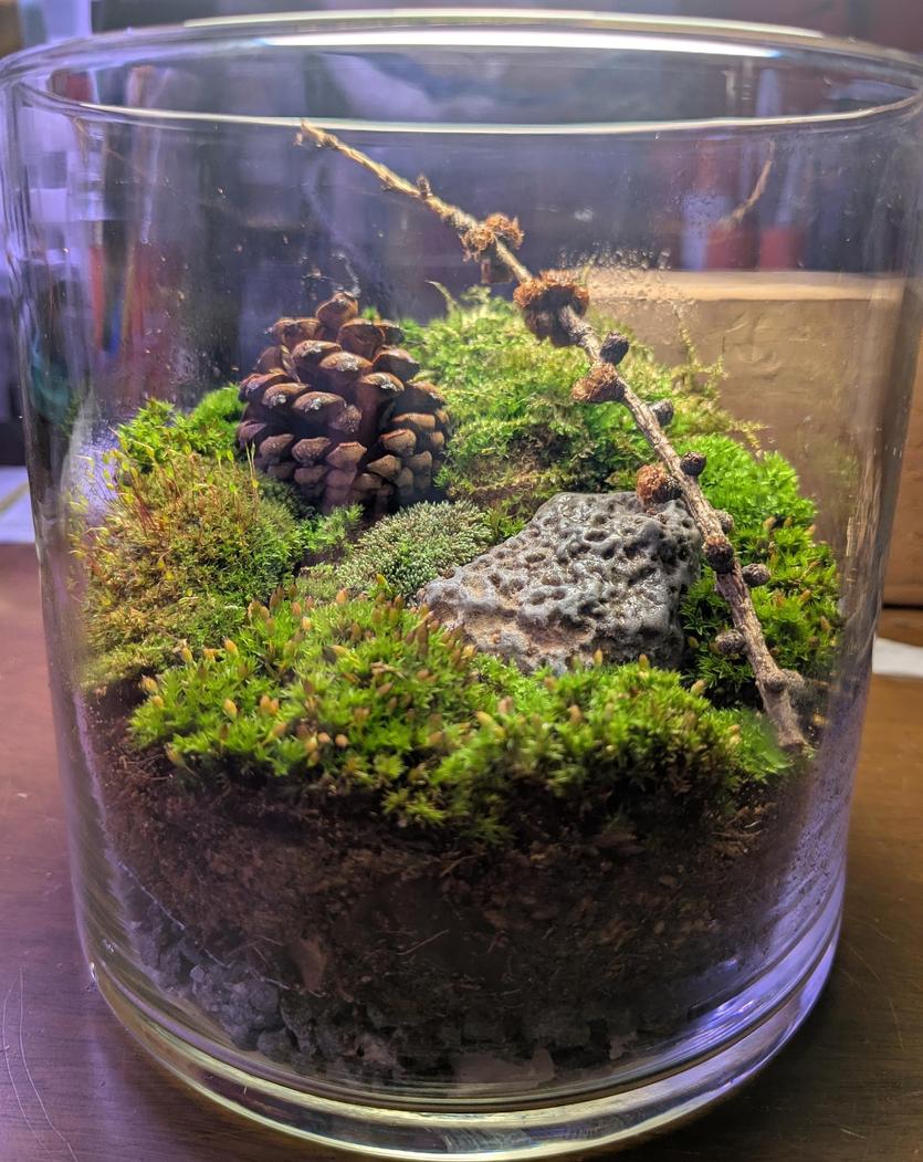 Thumbnail for Mossariums, vivariums, and terrariums, oh my!