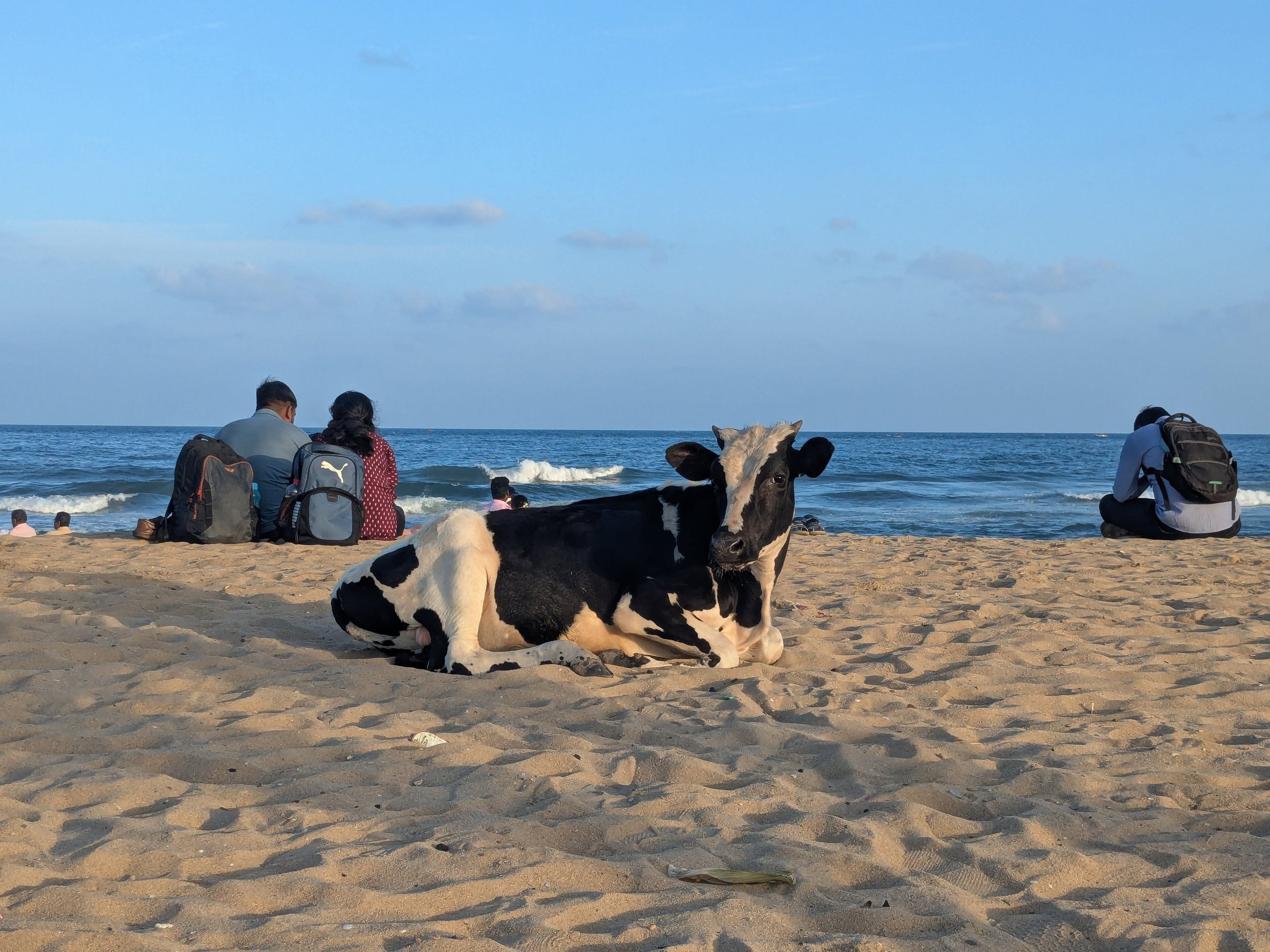 Thumbnail for Holy cow! A great time in India